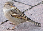 Passer domesticus